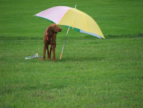 hund regenschirm